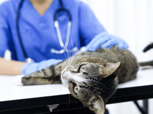 Symptomen van een levertumor bij een kat