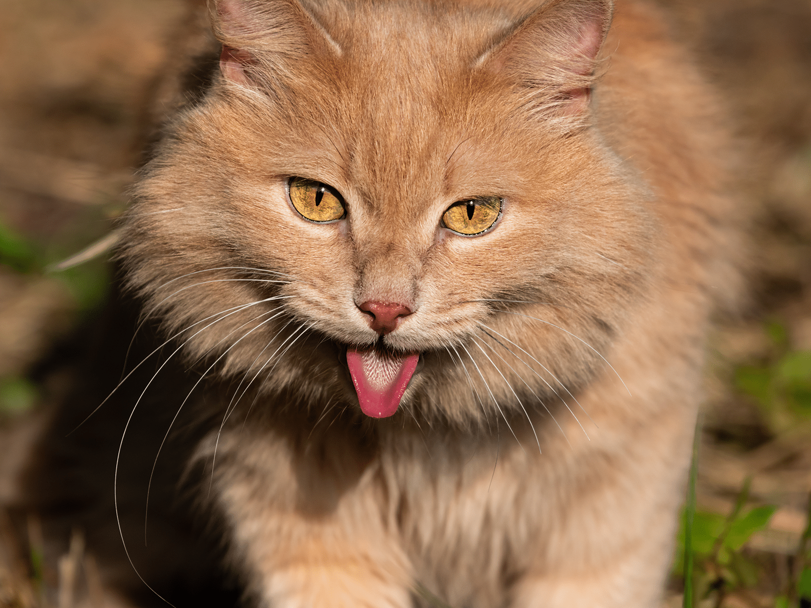 Symptomen van longproblemen bij een kat