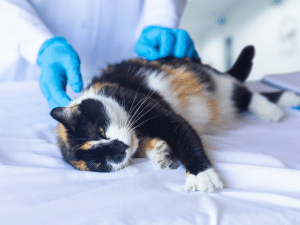 Symptomen van een maagtumor bij een kat