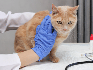 Symptomen van een melkkliertumor bij een kat