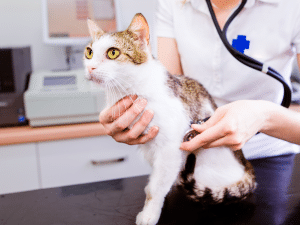 Symptomen van een niertumor bij een kat
