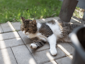 Symptomen van oververhitting bij een kat