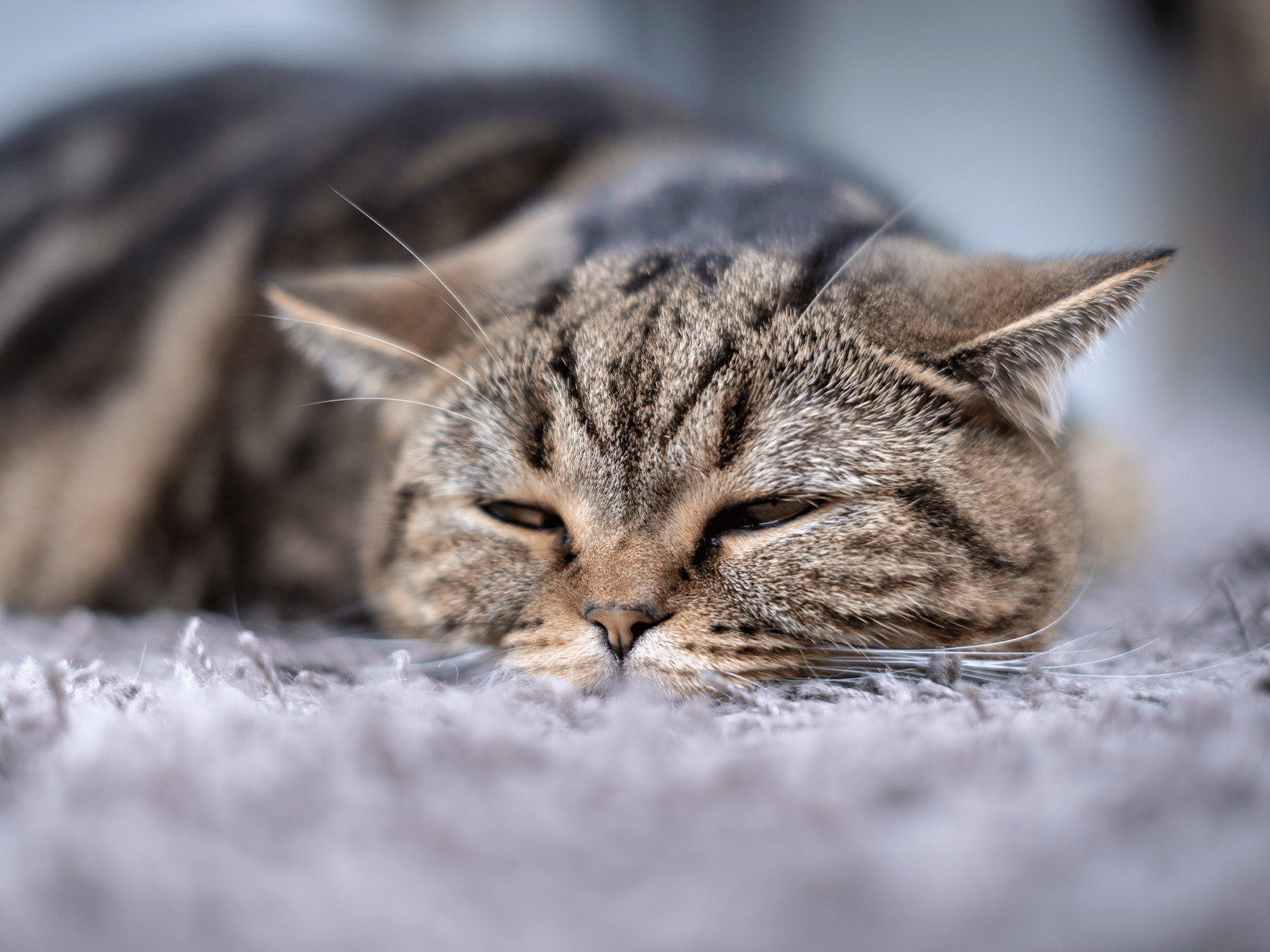 Symptomen van pancreatitis bij een kat