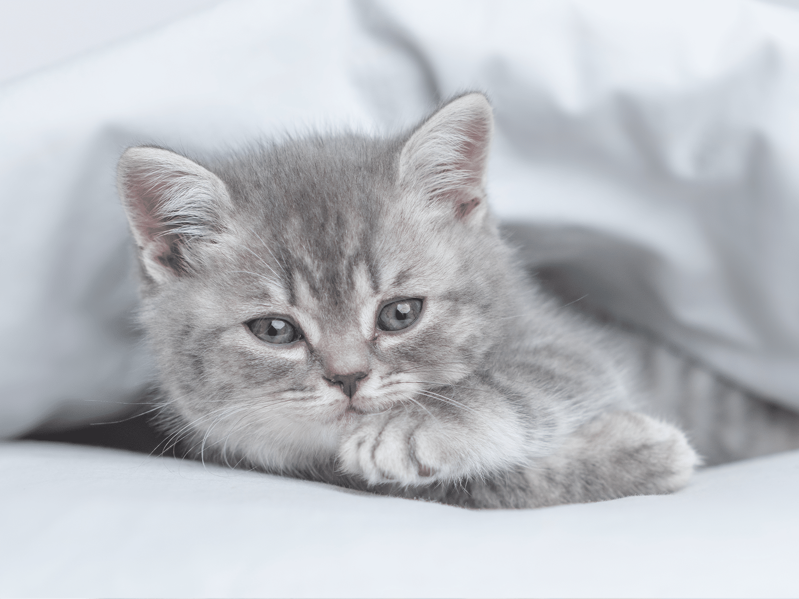 Symptomen van plaveiselcelcarcinoom bij een kat