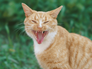 Symptomen van rabies bij een kat