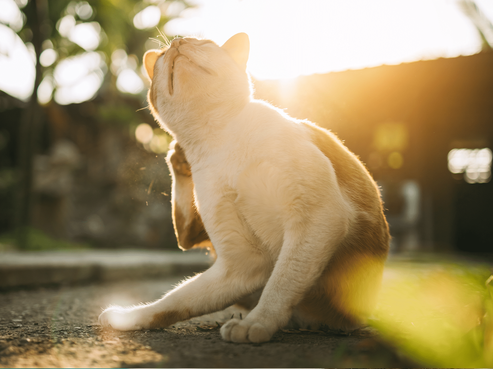 Symptomen van een spoelworm bij een kat