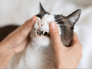 Symptomen van tandproblemen bij een kat