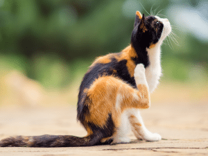 Symptomen van een teek bij een kat