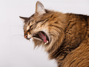Symptomen van een vastzittende haarbal bij een kat