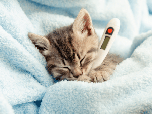 Symptomen van een verkoudheid bij een kat