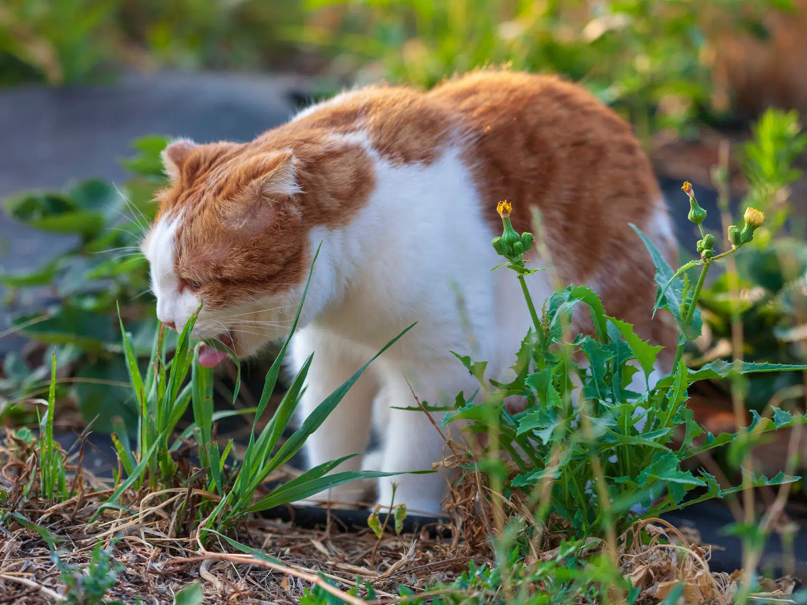 Symptomen van vocht achter de longen bij een kat