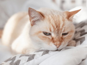 Symptomen van vogelgriep bij een kat