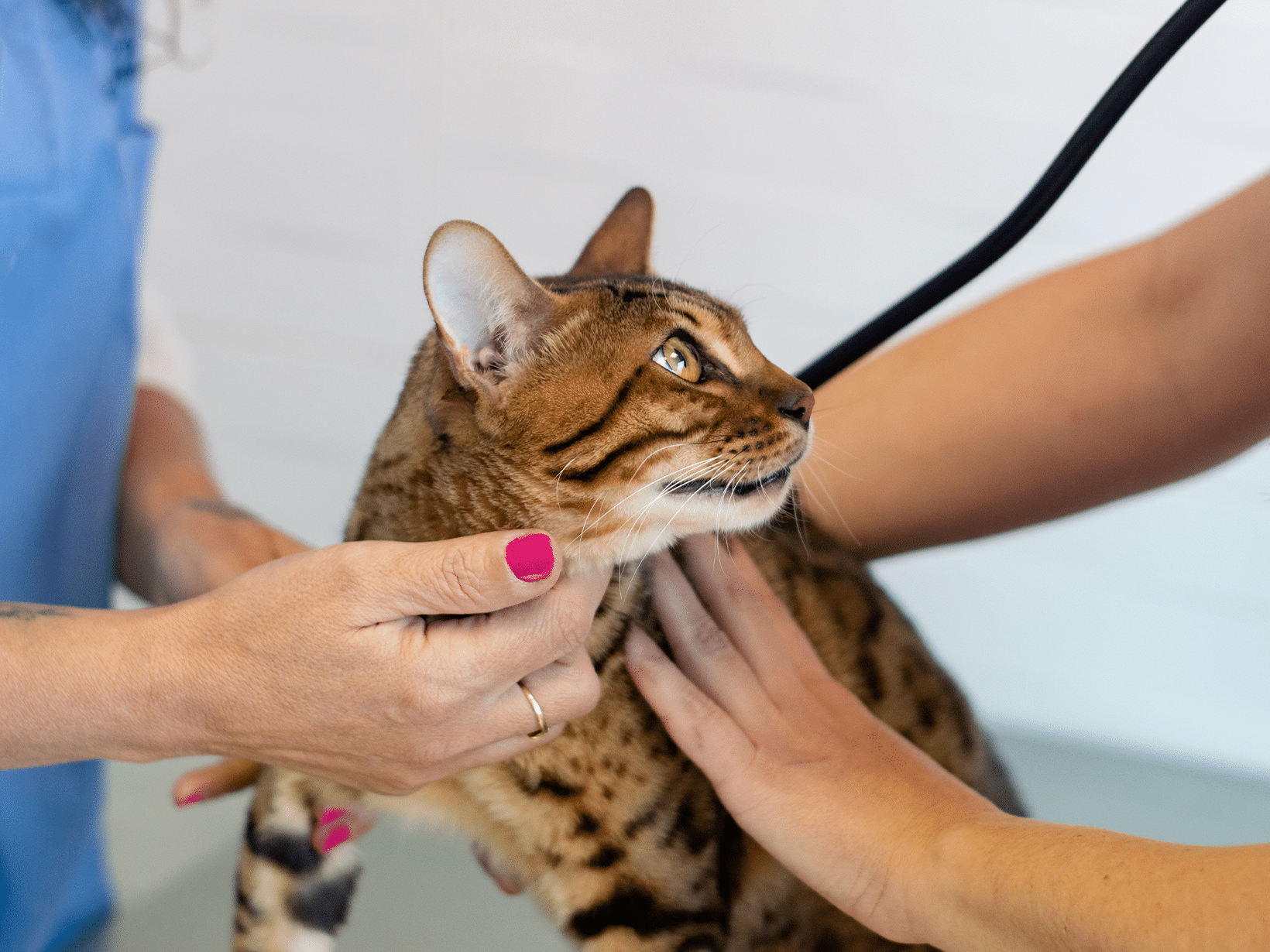 Symptomen van de ziekte van Lyme bij een kat