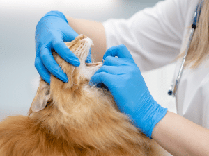 Wat zijn de kosten voor het verwijderen van tandsteen bij een kat?