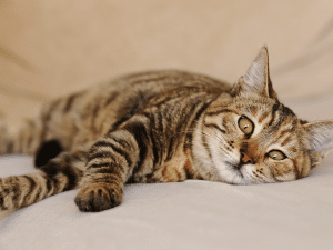 Symptomen van taurine tekort bij een kat