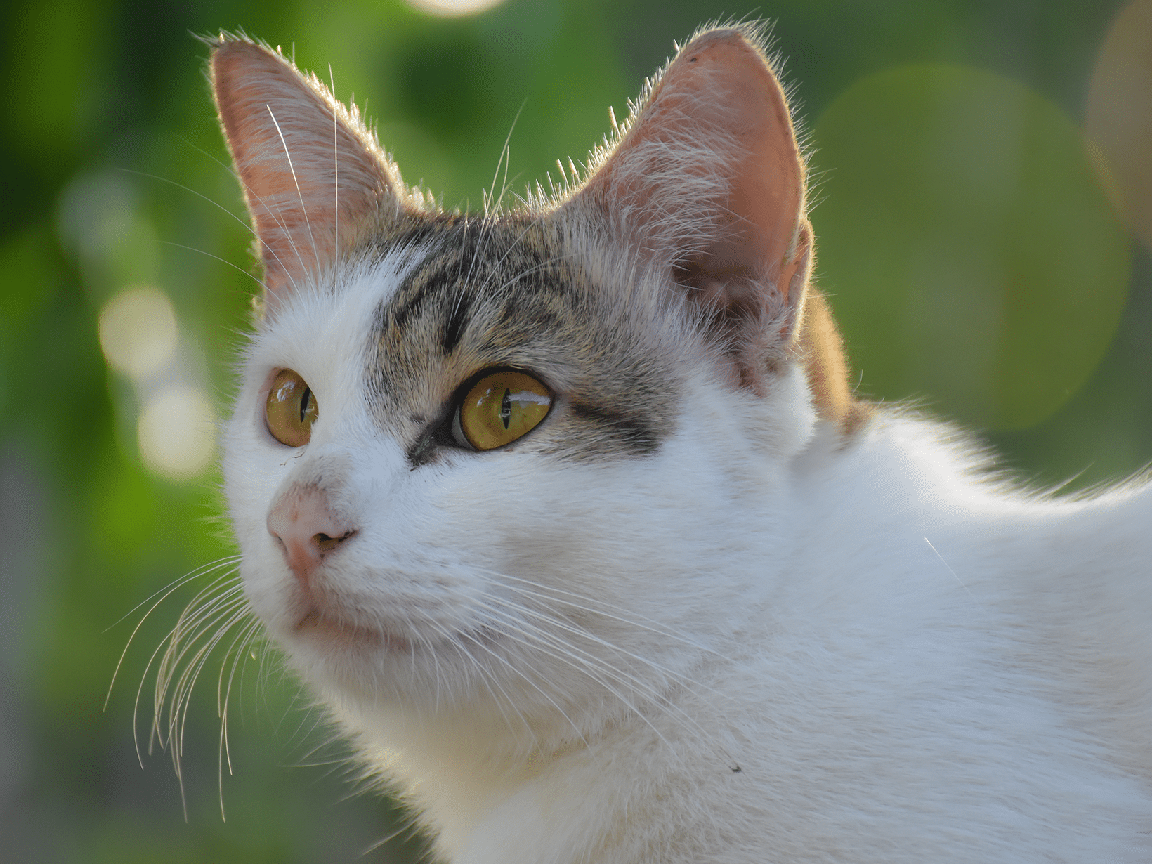 Symptomen van tetanus bij een kat