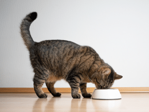De tijd tussen het eten en de ontlasting van een kat