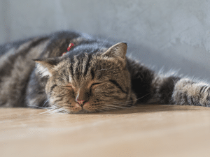 Symptomen van Toxoplasmose bij een kat