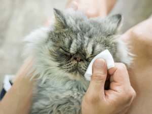 Wat zijn de kosten voor een traanbuis doorspoelen bij een kat?