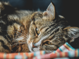 Symptomen van een trage schildklier bij een kat