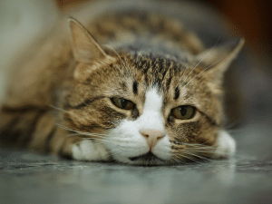 Symptomen van Tritrichomonas bij een kat