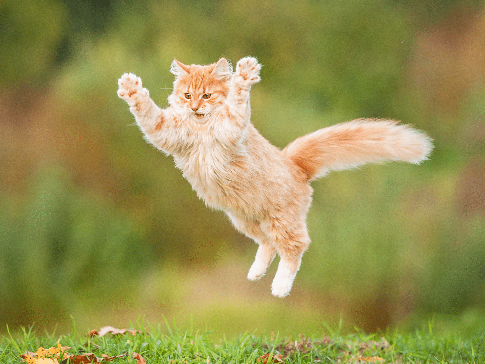 Vanaf wanneer kan een kat naar buiten?