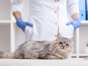 Kosten vetbult verwijderen bij een kat