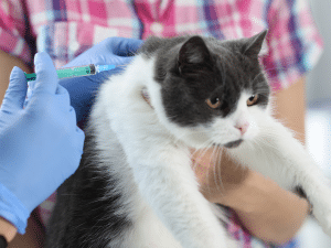 Wat zijn de kosten voor een vitamine b12 injectie bij een kat?