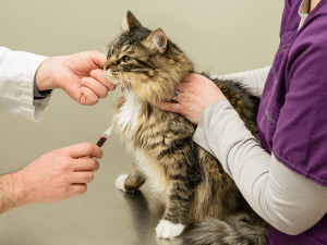 Waarom bloedonderzoek bij een kat met alvleesklierontsteking?