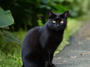 Wanneer brengt een zwarte kat ongeluk?