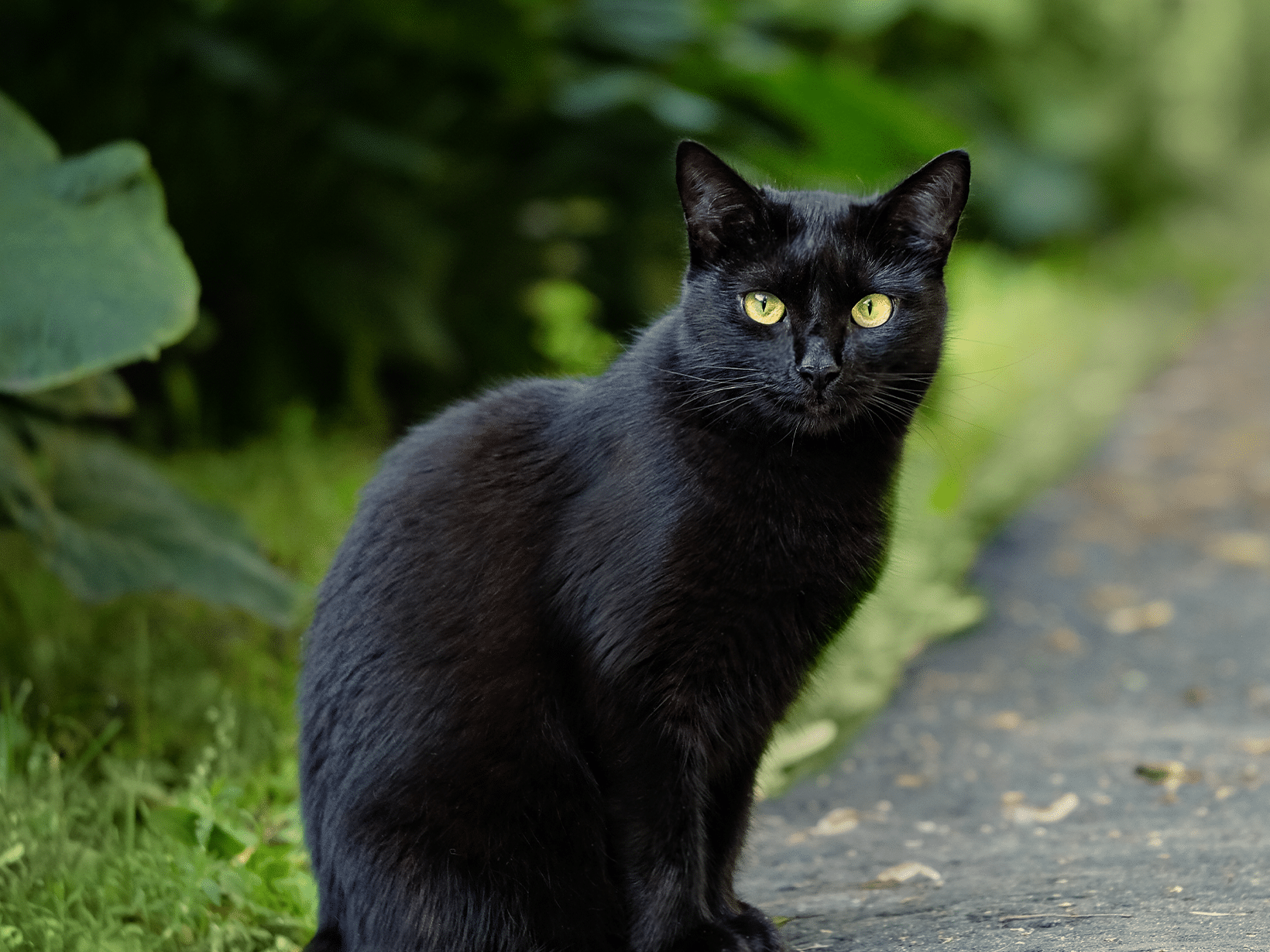 Wanneer brengt een zwarte kat ongeluk?