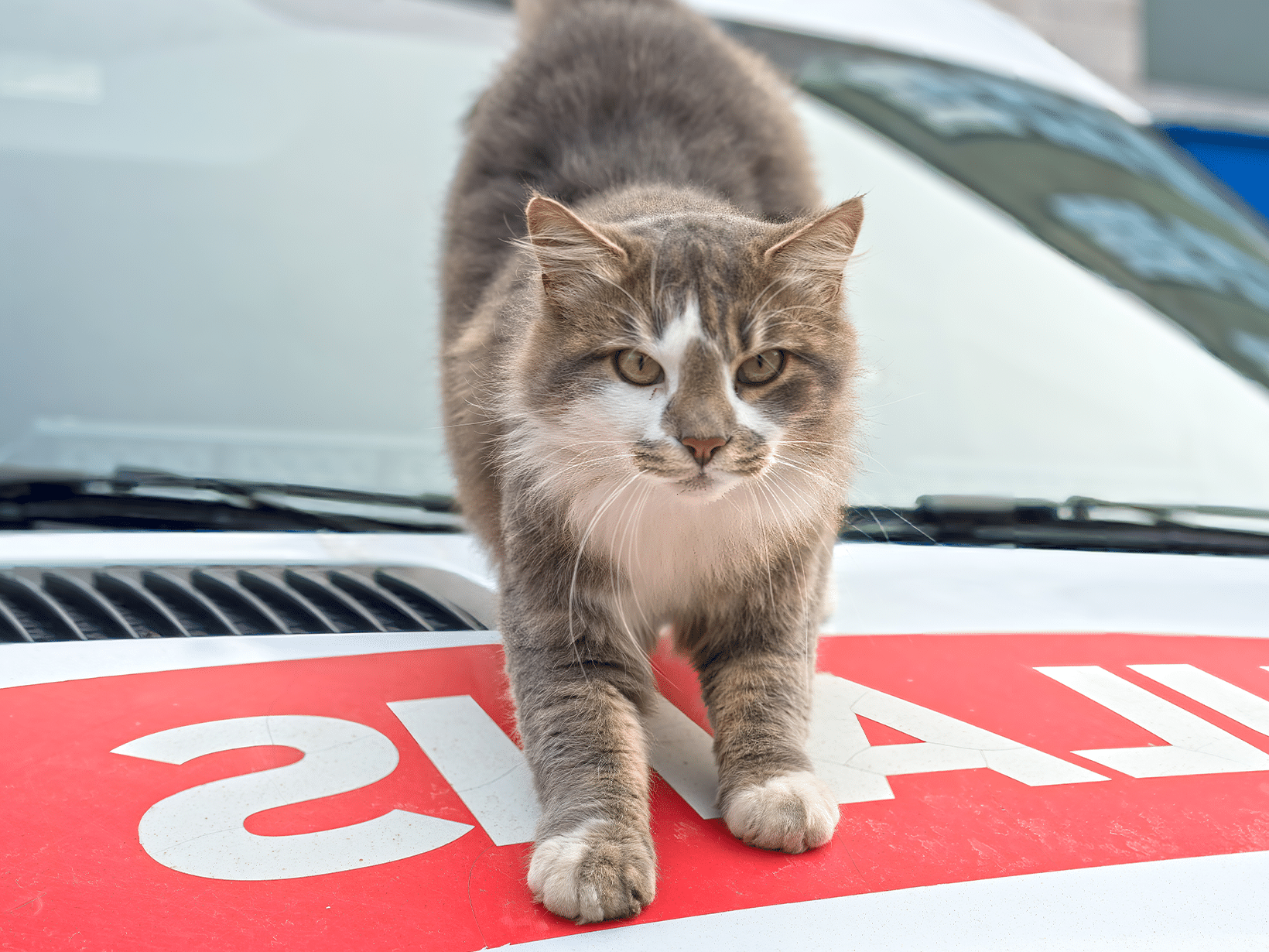 Wanneer een dierenambulance bellen voor een kat?