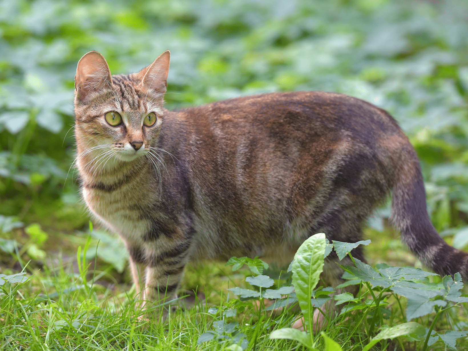 Wanneer kan een kat weer zwanger worden na de bevalling?