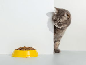 Wanneer mag een kat weer eten na narcose?