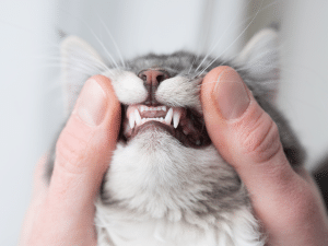 Wanneer wisselen de tanden van een kat?