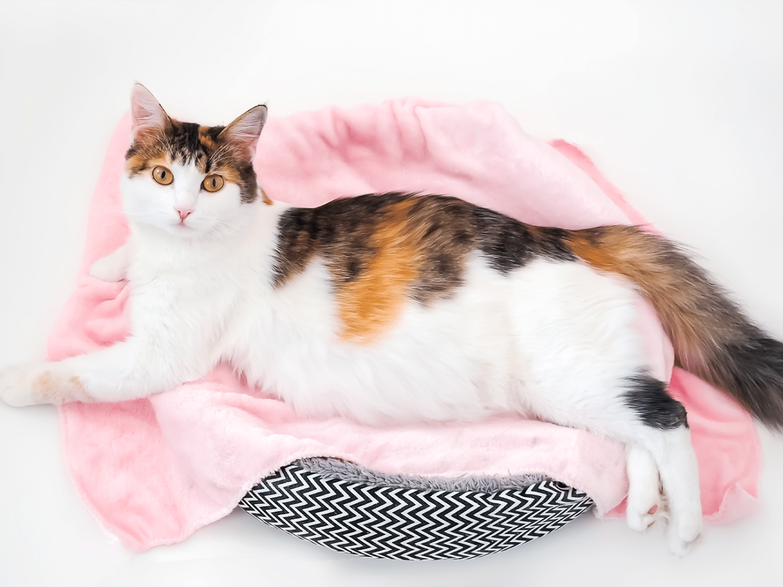 Wanneer weet je of een kat zwanger is? Tekenen en symptomen