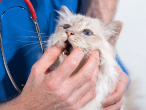 Wat zijn de kosten voor een wortelkanaalbehandeling bij een kat?