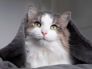 Waarom ligt kat onder dekens