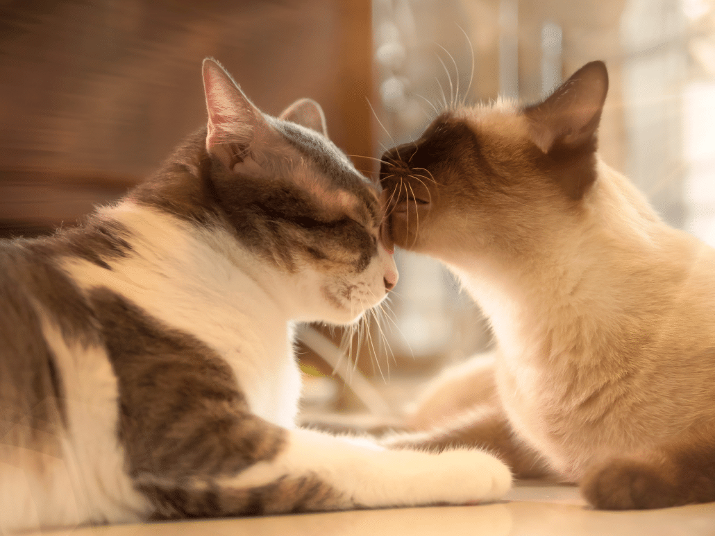 Waarom likt een kat een andere kat? Ontdek hun sociale gedrag!