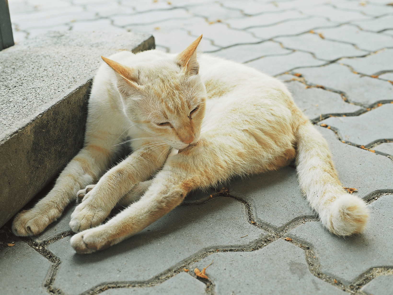 Waarom likt een kat zich kaal?