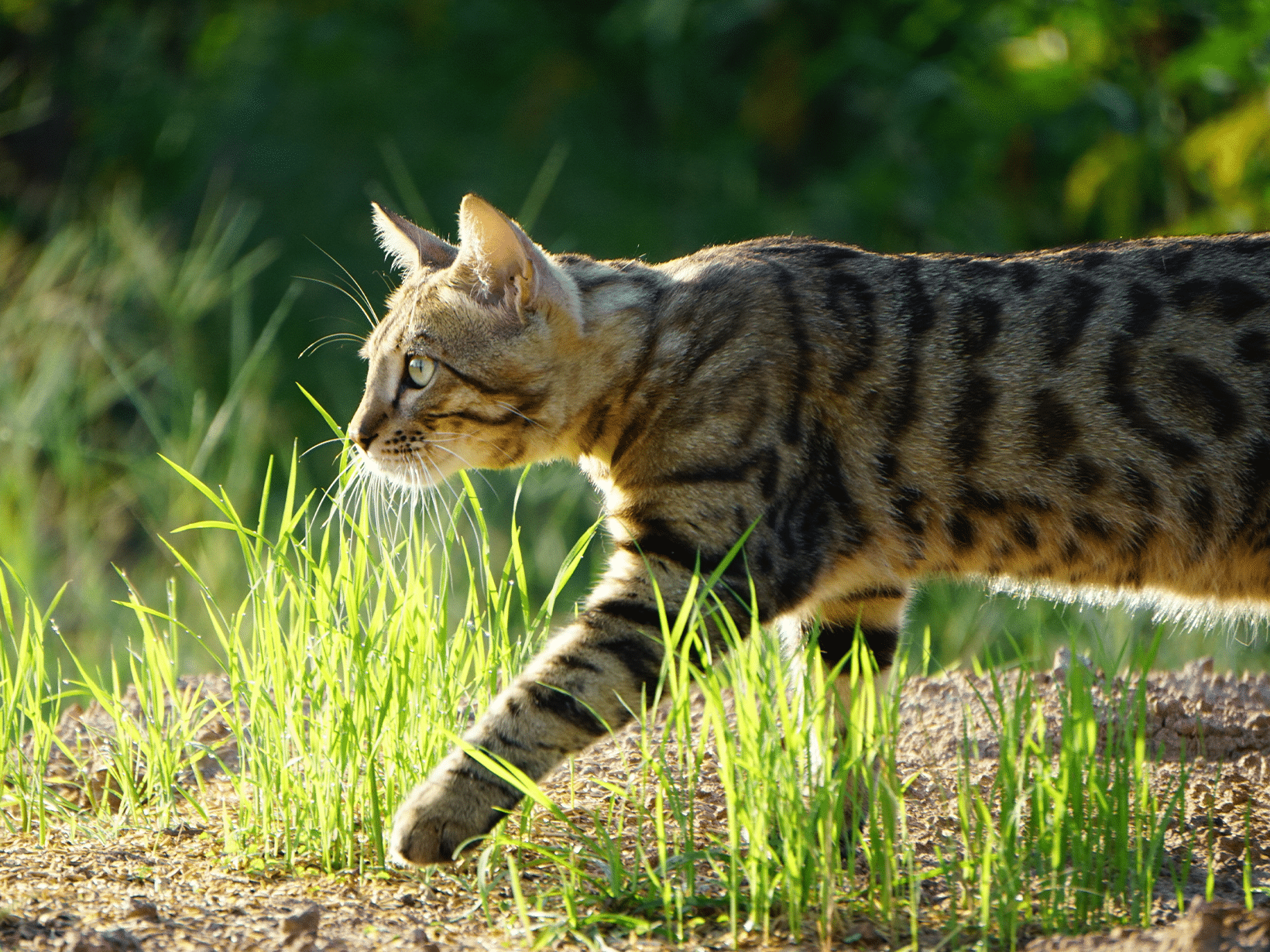 Waarom loopt een kat weg van huis?