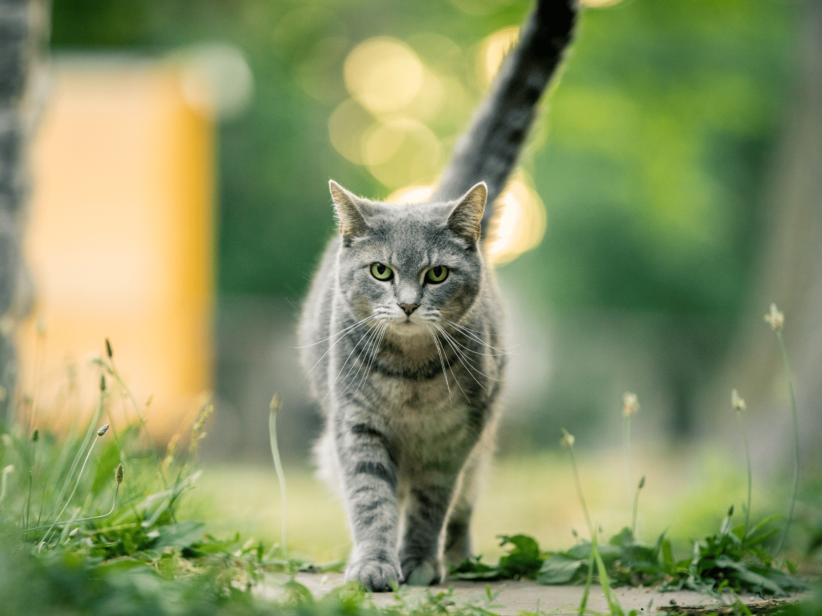 Waarom loopt een kat met haar staart omhoog?