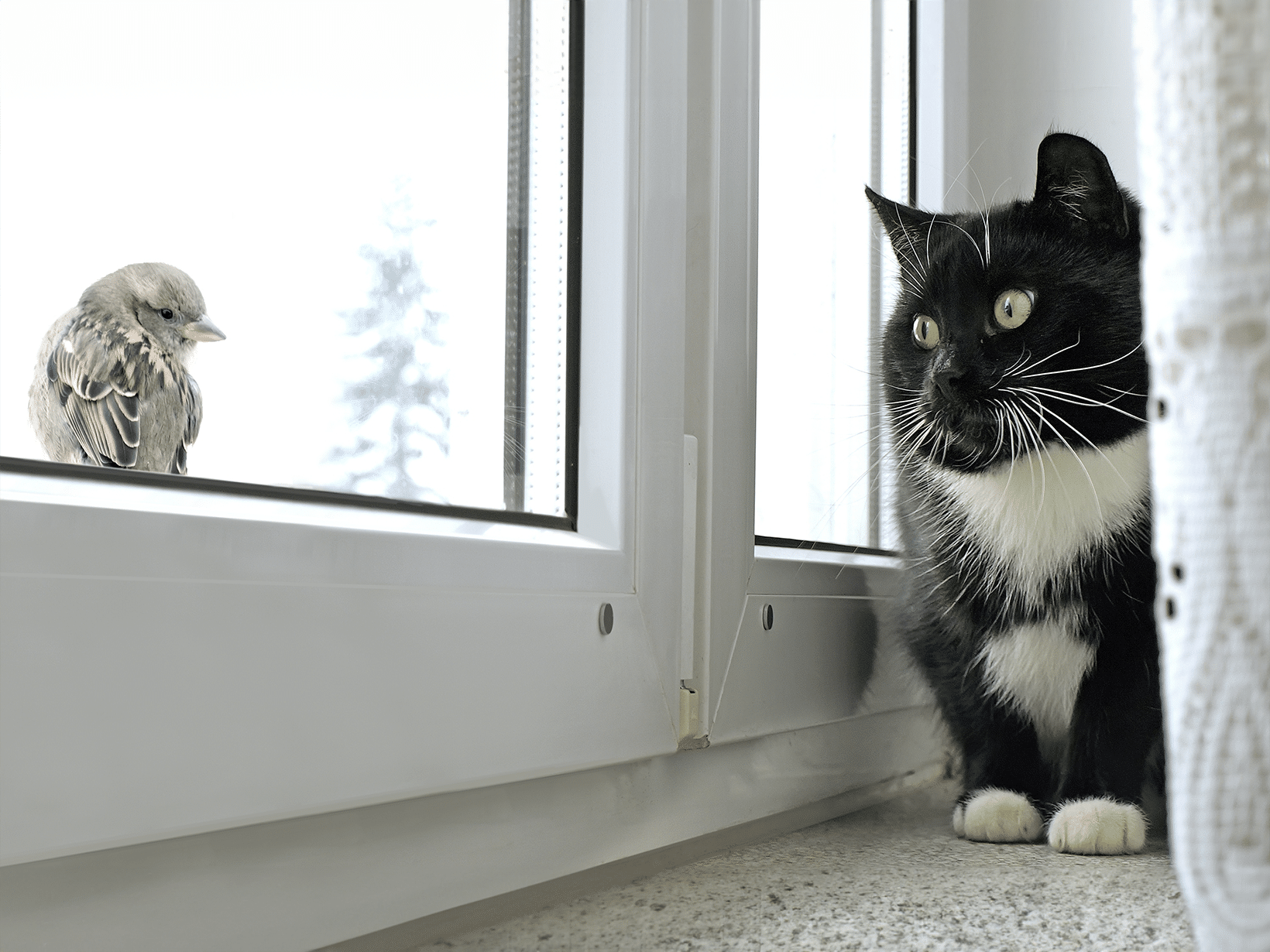 Waarom maakt een kat geluid als hij een vogel ziet?