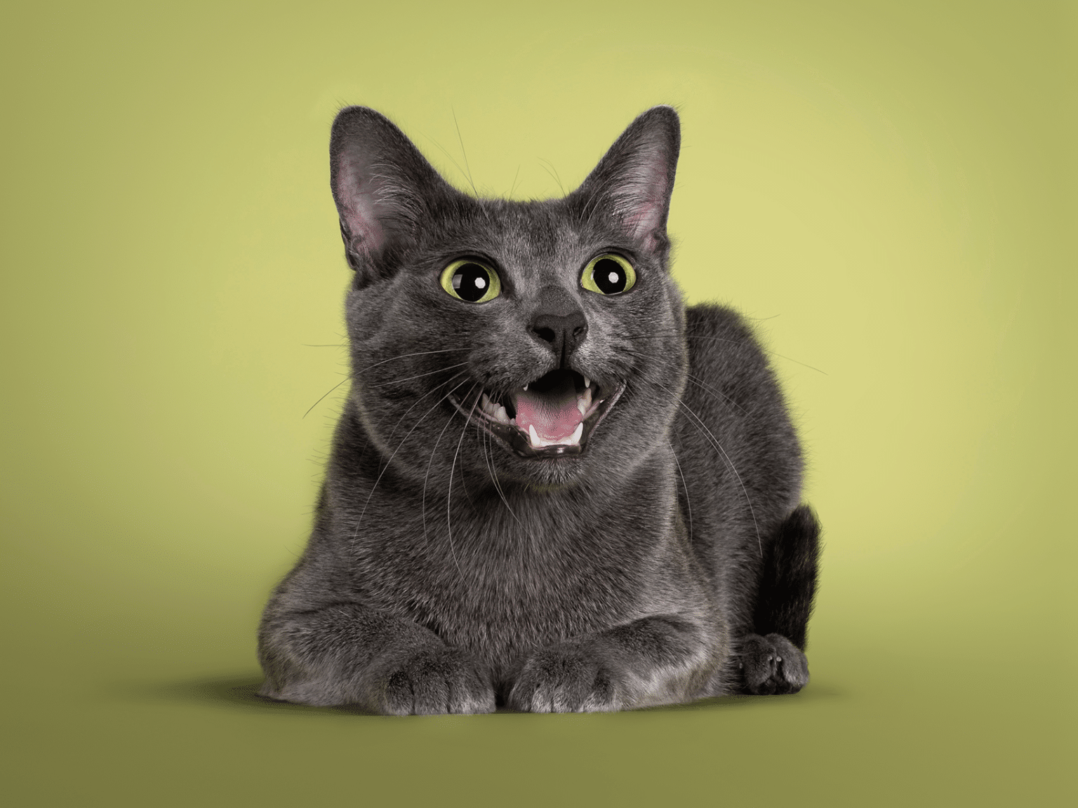 Waarom miauwt een kat? Redenen & uitleg!
