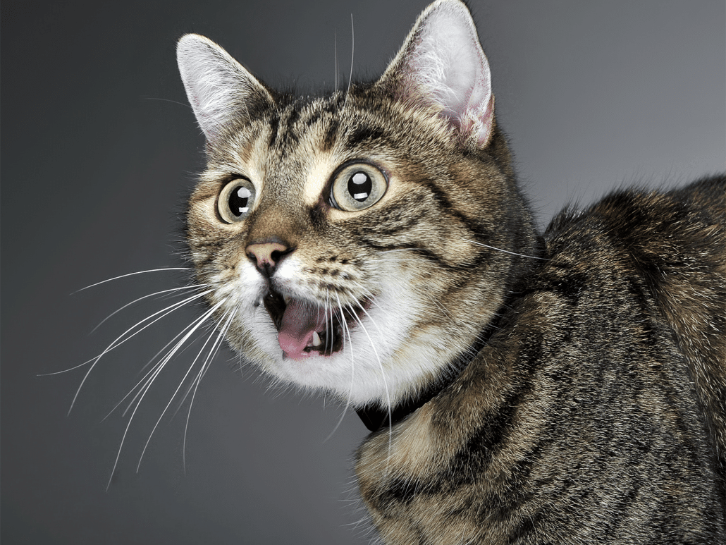 Waarom miauwt een kat in de nacht? Redenen & uitleg!