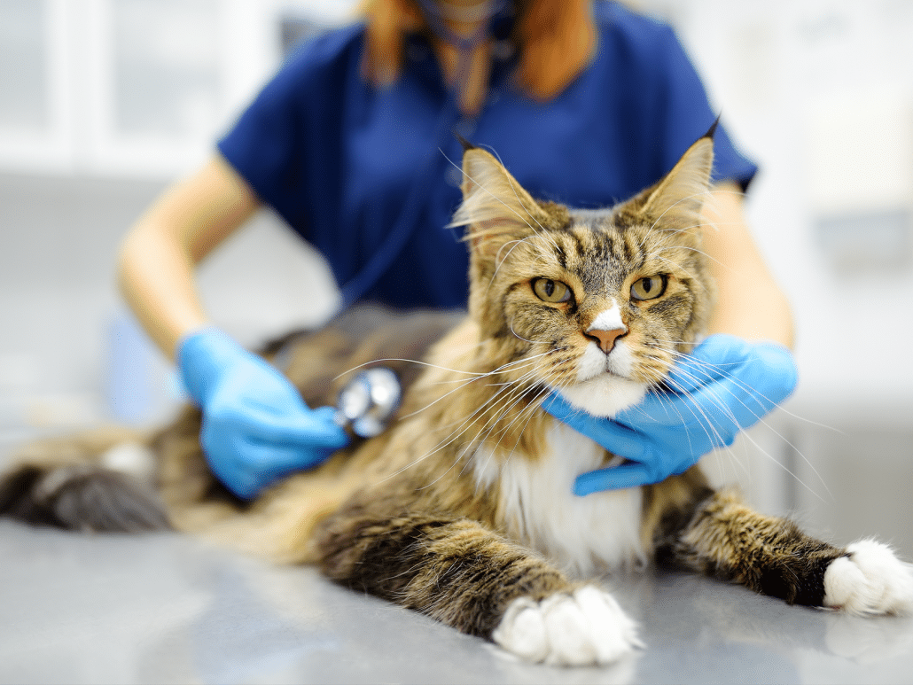 Waarom moet een kat nuchter zijn voor een operatie?