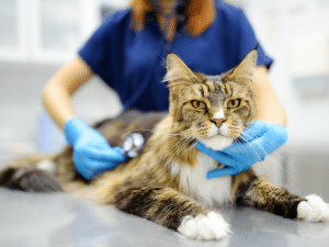 Waarom moet een kat nuchter zijn voor een operatie?
