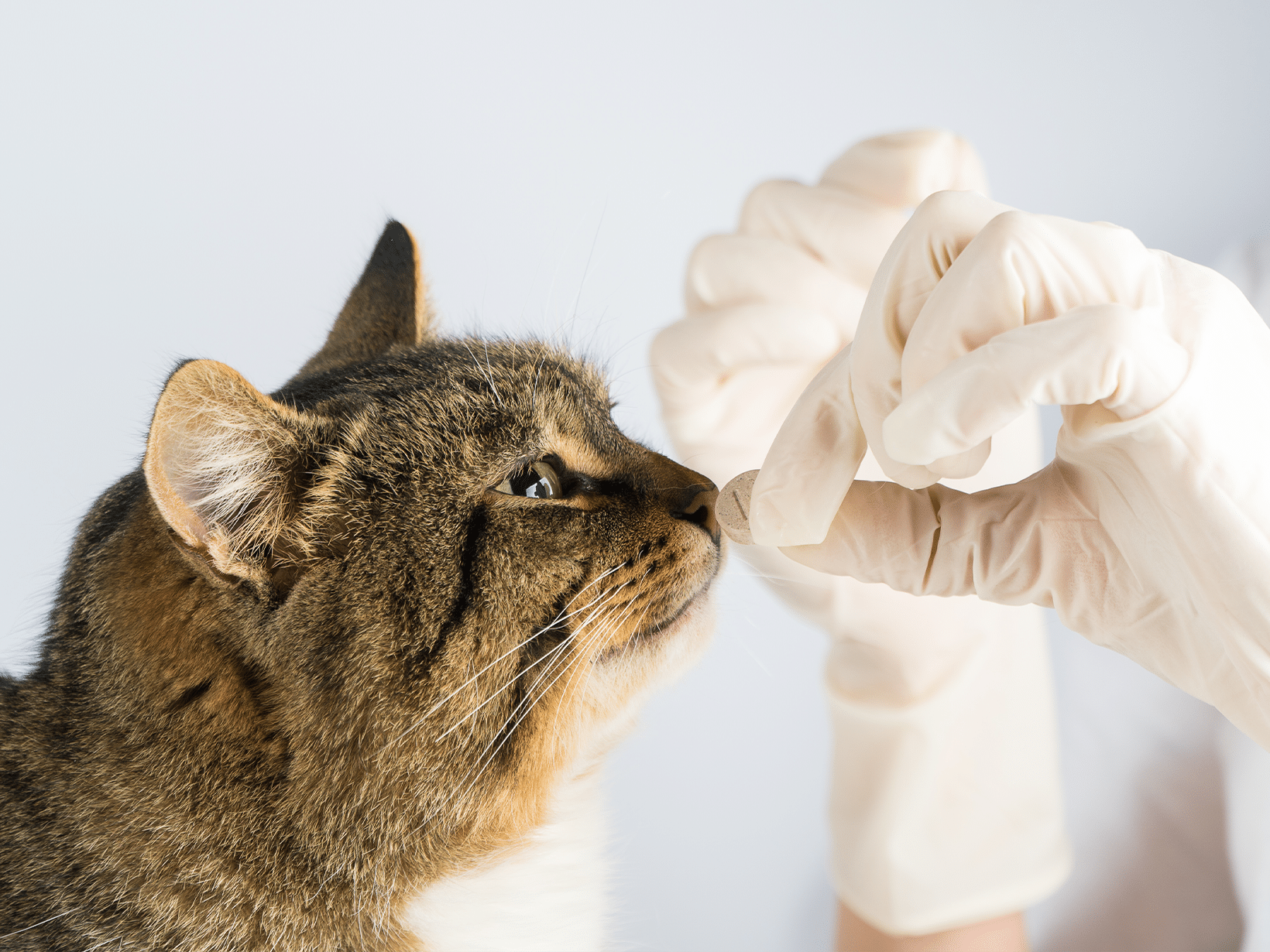 Waarom moet een kat ontwormd worden?