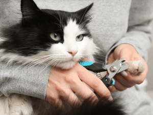 Waarom de nagels van een kat knippen?
