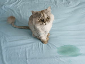 Waarom plast een kat in bed?